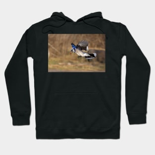 Have nut - Will travel - Blue Jay Hoodie